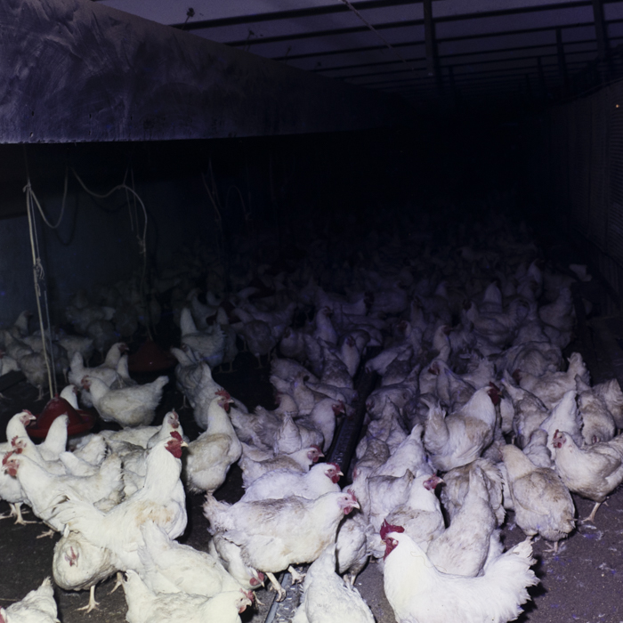 minerva_dn_1985_2793_bistrita_007