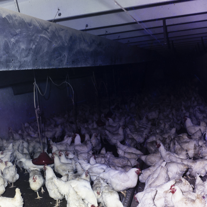 minerva_dn_1985_2793_bistrita_008