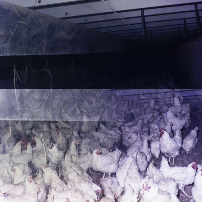 minerva_dn_1985_2793_bistrita_009