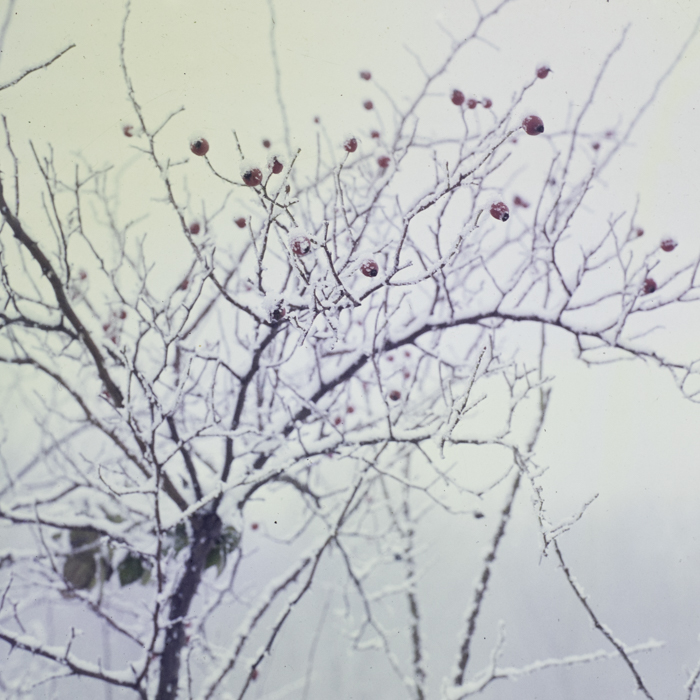 minerva_dn_1985_2796_aspecte_de_iarna_004