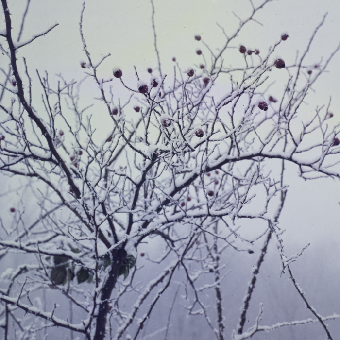 minerva_dn_1985_2796_aspecte_de_iarna_005