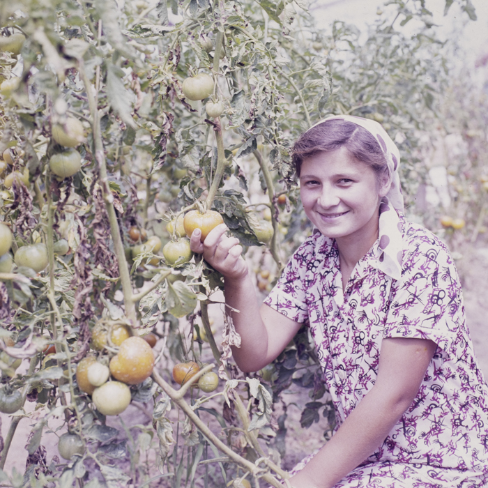 minerva_dn_1986_2802_primarita_din_com._bistrita_nasaud_003