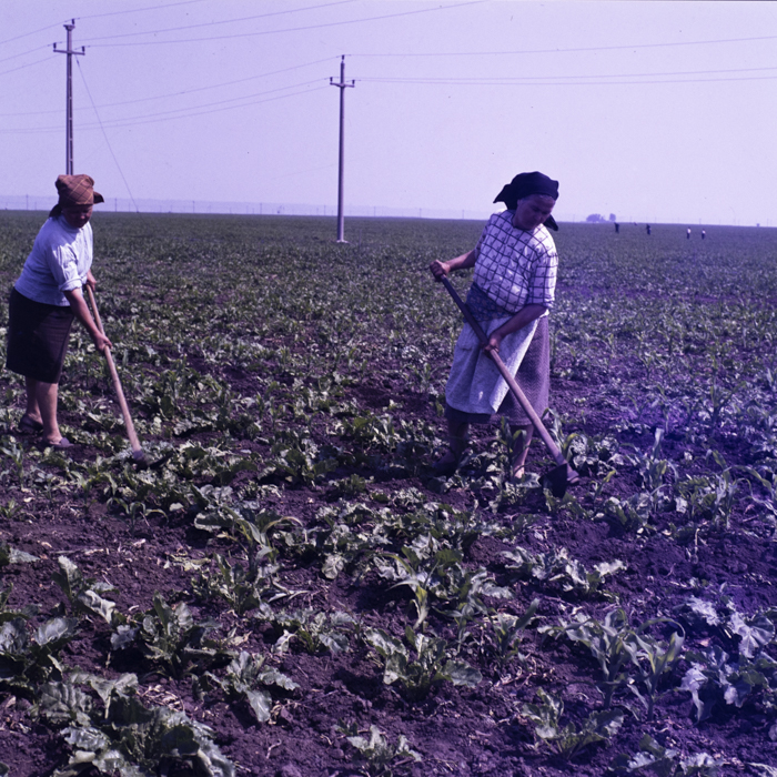 minerva_dn_1986_2812_cvasc_oinaciu_jud_giurgiu_001