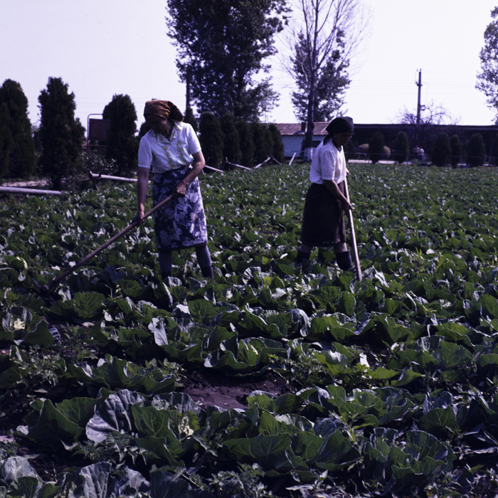 minerva_dn_1986_2812_cvasc_oinaciu_jud_giurgiu_002