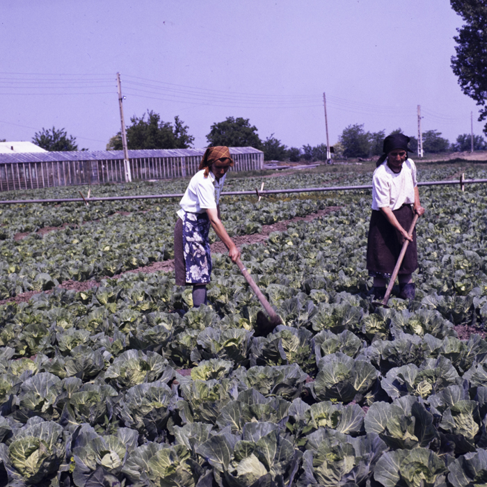 minerva_dn_1986_2812_cvasc_oinaciu_jud_giurgiu_003