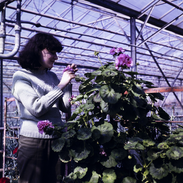 minerva_dn_1986_2818_ias_iernut_jud_mures_001