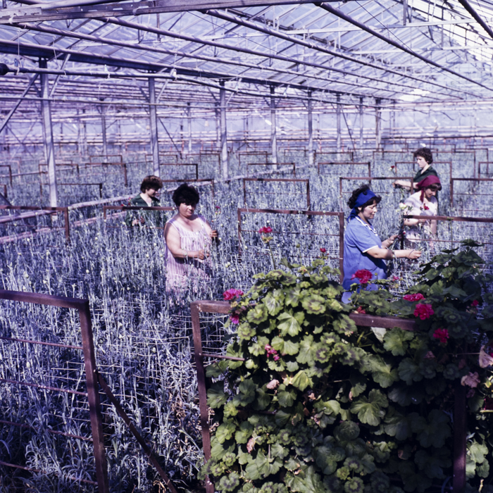 minerva_dn_1986_2818_ias_iernut_jud_mures_003