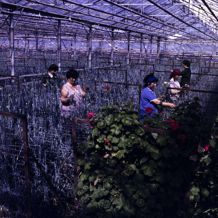 minerva_dn_1986_2818_ias_iernut_jud_mures_004