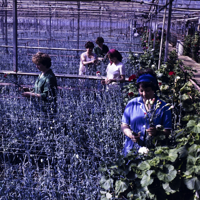 minerva_dn_1986_2818_ias_iernut_jud_mures_005