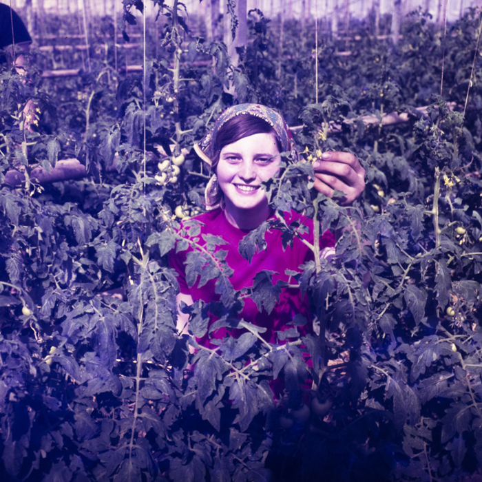 minerva_dn_1986_2829_targu_secuiesc_copil_gall_005