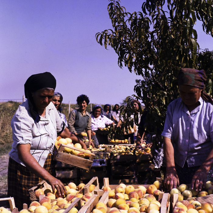 minerva_dn_1986_2832_cap_urzica_jud_olt_001