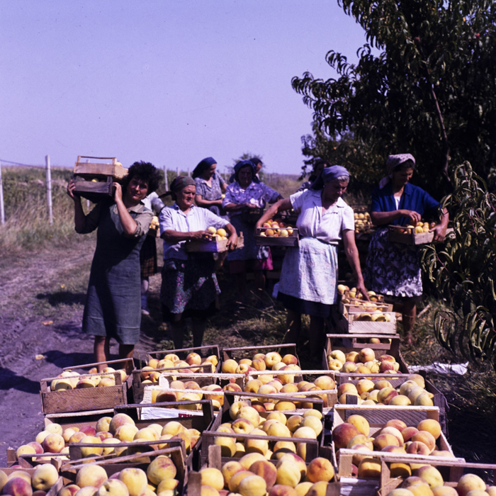 minerva_dn_1986_2832_cap_urzica_jud_olt_002