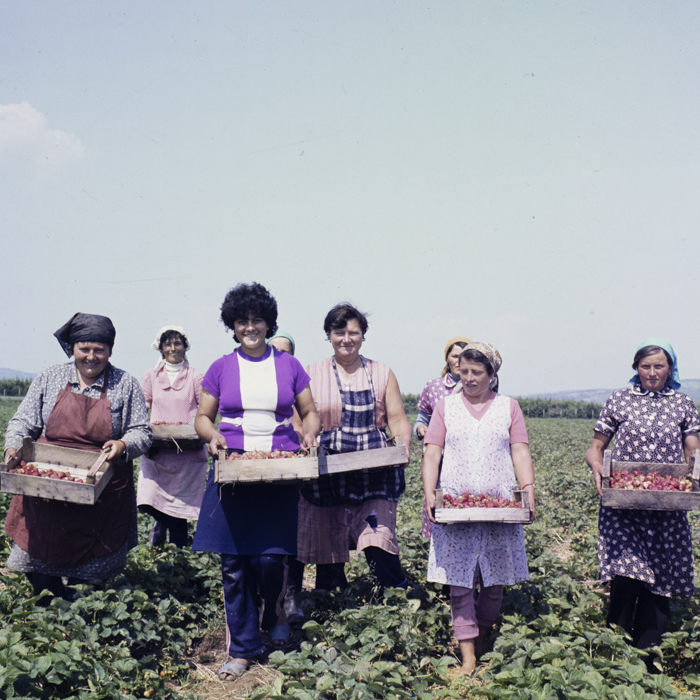 minerva_dn_1986_2845_ias_seini_jud_maramures_001