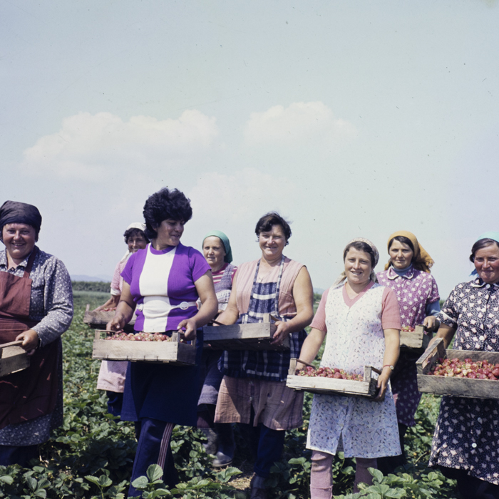 minerva_dn_1986_2845_ias_seini_jud_maramures_002