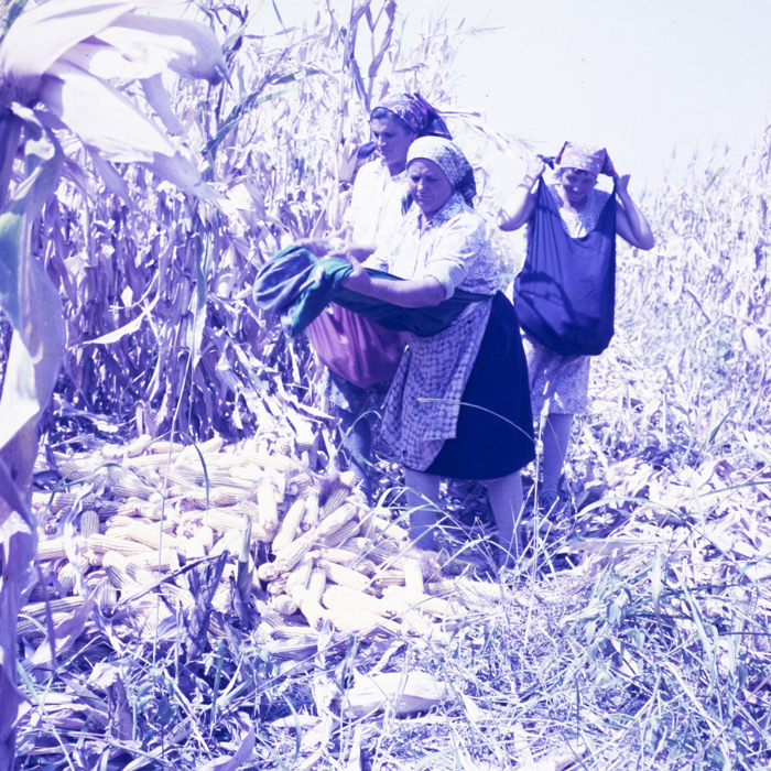 minerva_dn_1986_2921_C.A.P_jud._olt_009