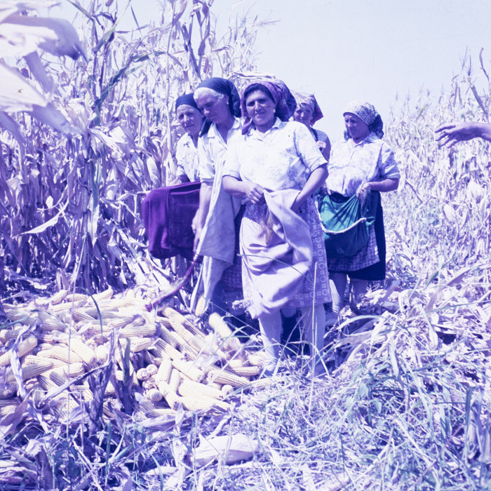 minerva_dn_1986_2921_C.A.P_jud._olt_011