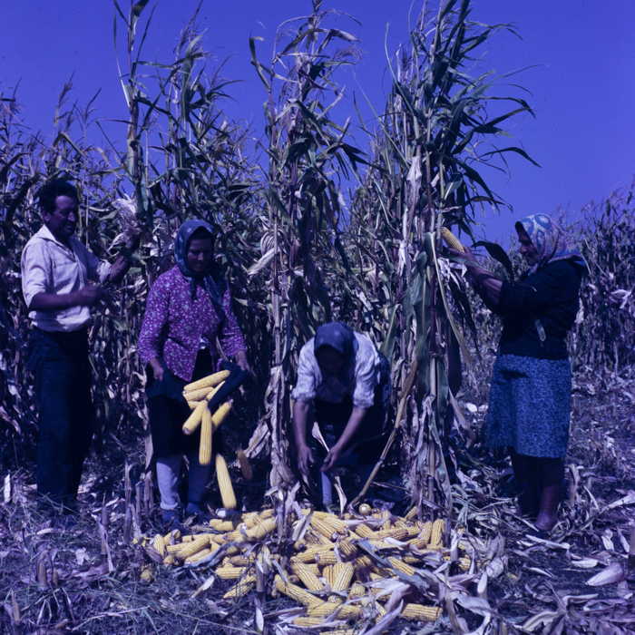 minerva_dn_1986_2921_C.A.P_jud._olt_012