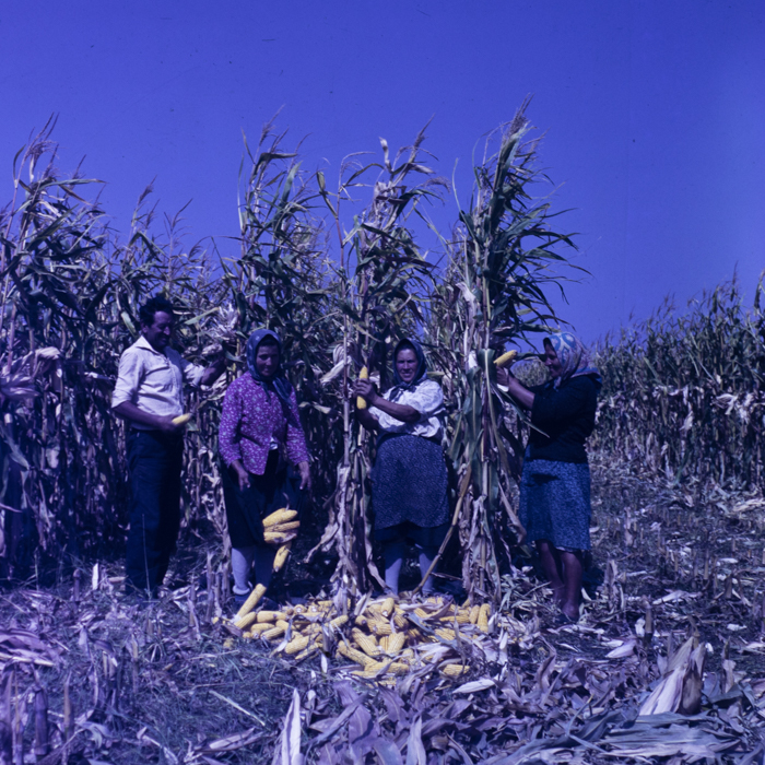 minerva_dn_1986_2921_C.A.P_jud._olt_013