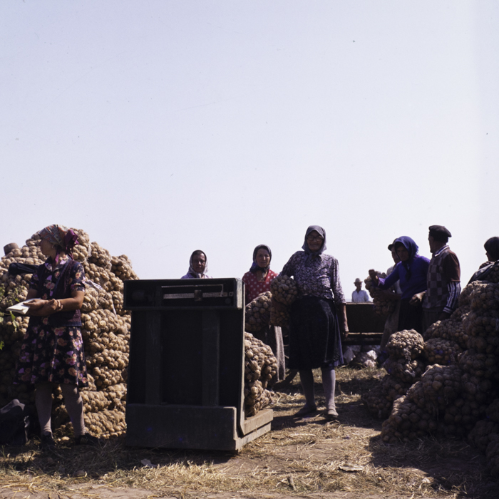 minerva_dn_1986_3835_cuasc_gruia_jud_mehedinti_003