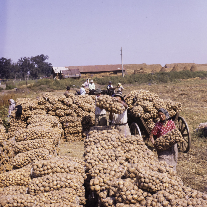 minerva_dn_1986_3835_cuasc_gruia_jud_mehedinti_004