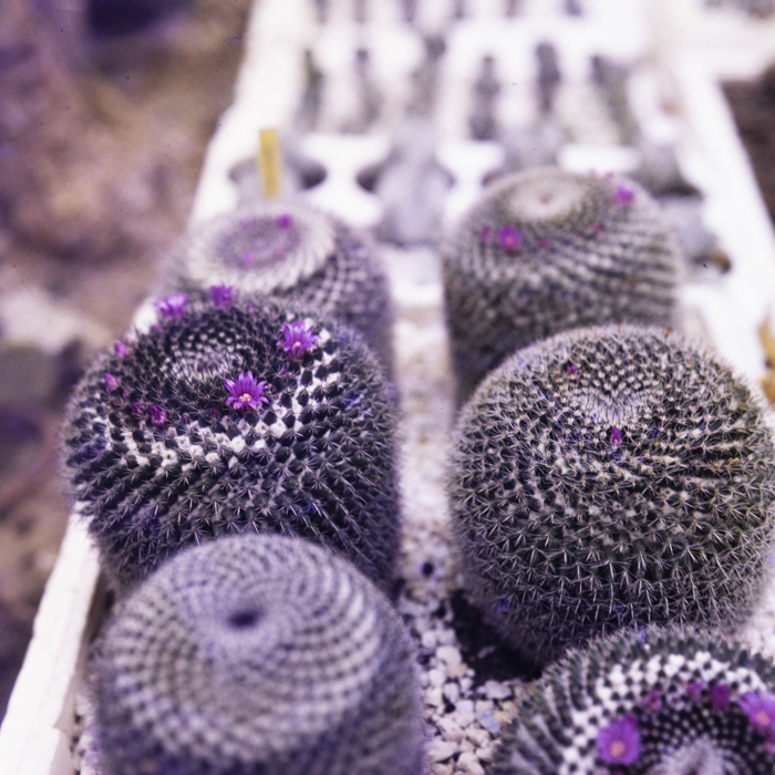 minerva_dn_1987_2864_flori_gradina_botanica_cluj_001