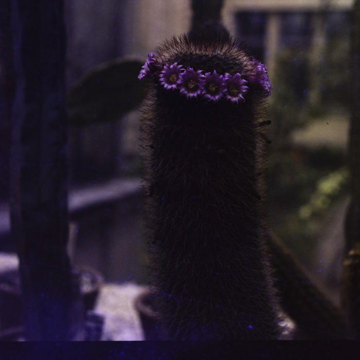 minerva_dn_1987_2864_flori_gradina_botanica_cluj_002