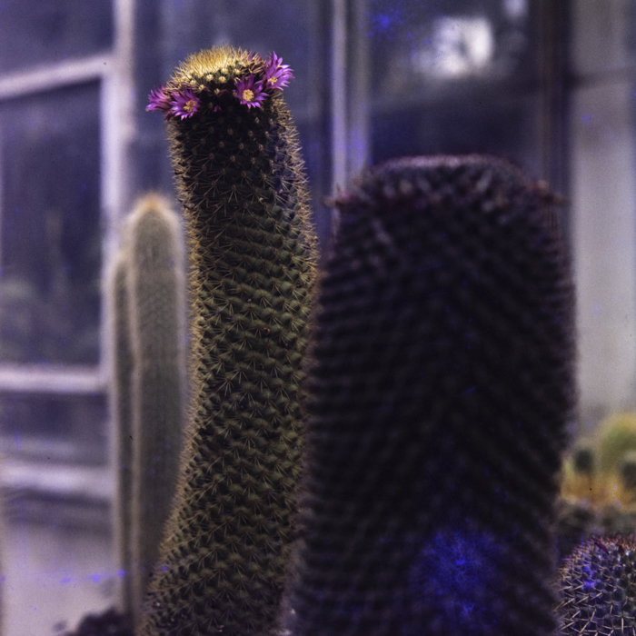 minerva_dn_1987_2864_flori_gradina_botanica_cluj_003