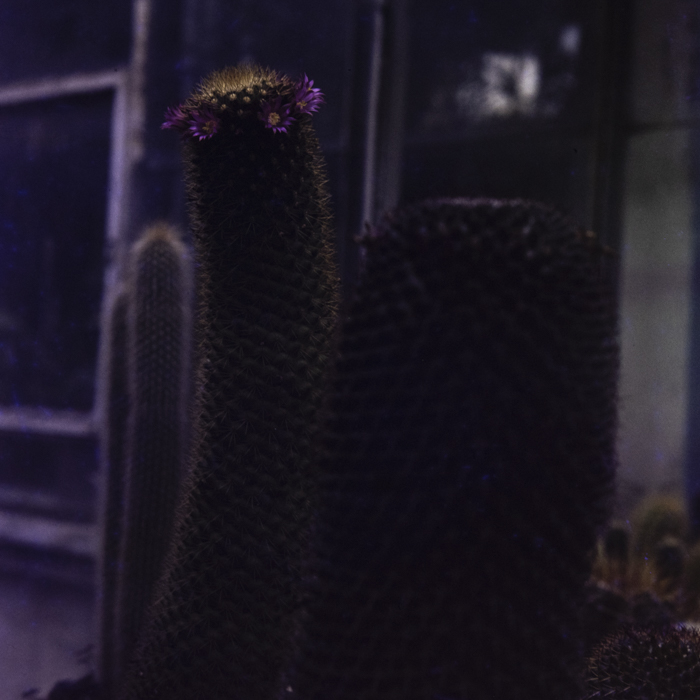 minerva_dn_1987_2864_flori_gradina_botanica_cluj_004