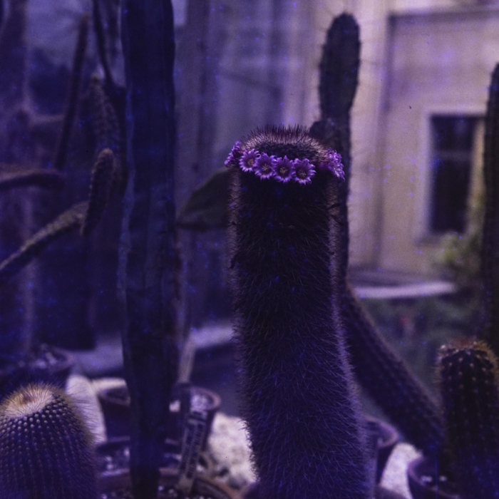 minerva_dn_1987_2864_flori_gradina_botanica_cluj_005