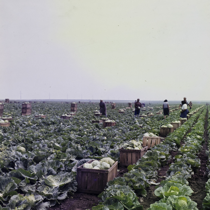 minerva_dn_1987_2878_c_a_p_ovidiu_003