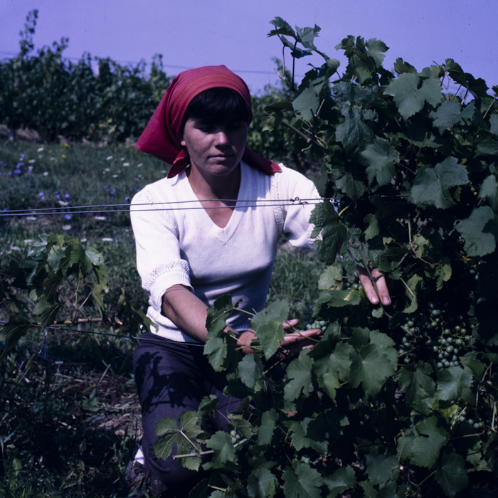 minerva_dn_1987_2885_com_crasna_jud_salaj_001