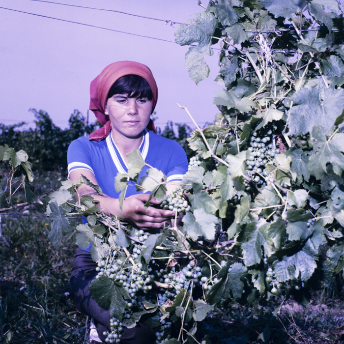 minerva_dn_1987_2885_com_crasna_jud_salaj_002