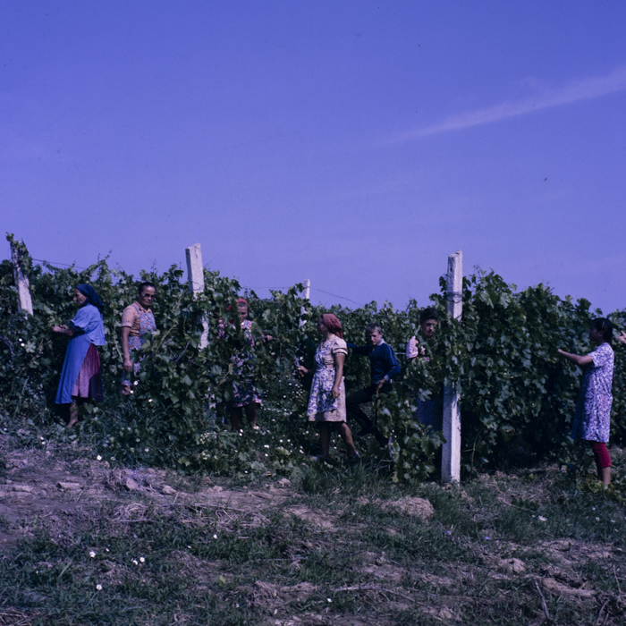 minerva_dn_1987_2885_com_crasna_jud_salaj_003