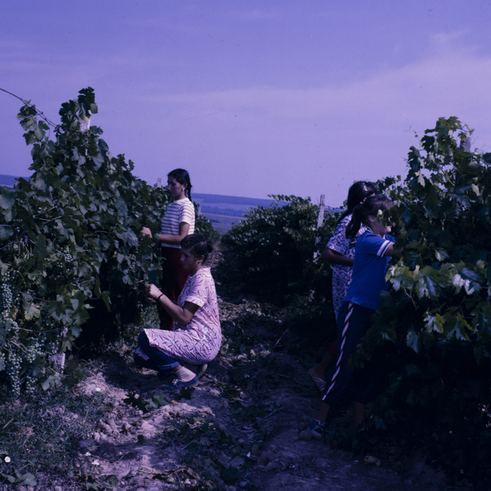 minerva_dn_1987_2885_com_crasna_jud_salaj_005