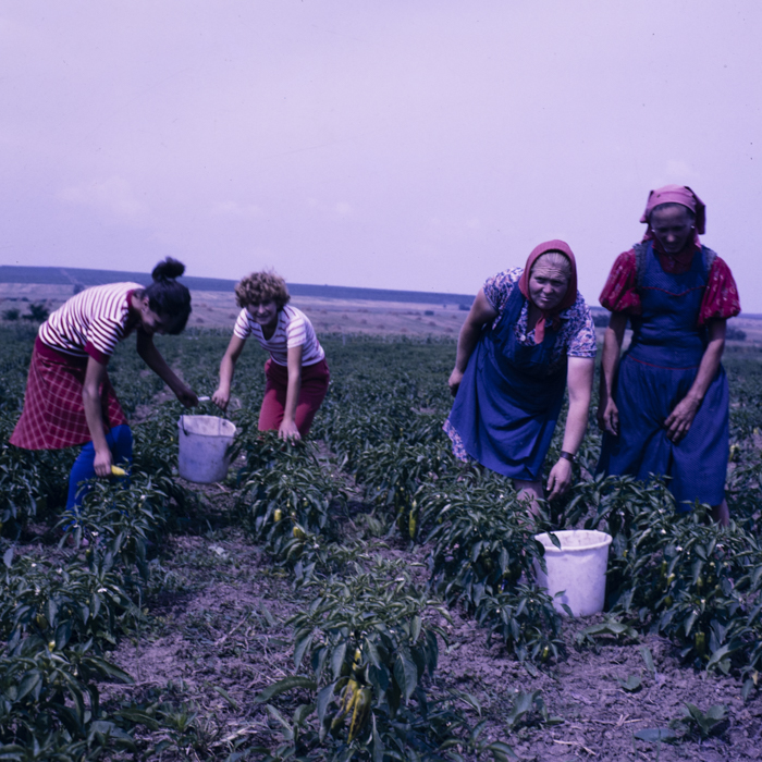 minerva_dn_1987_2885_com_crasna_jud_salaj_006