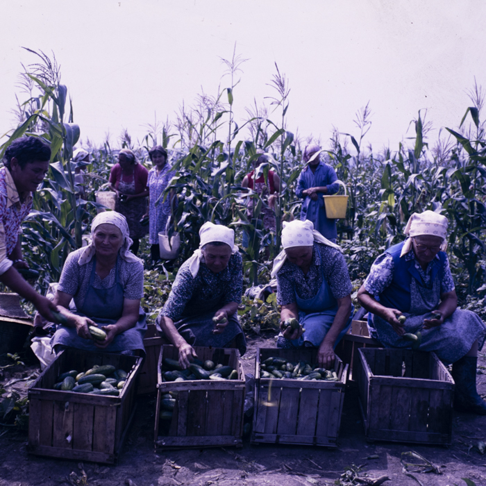 minerva_dn_1987_2888_valea_negoiului_jud_mures_001