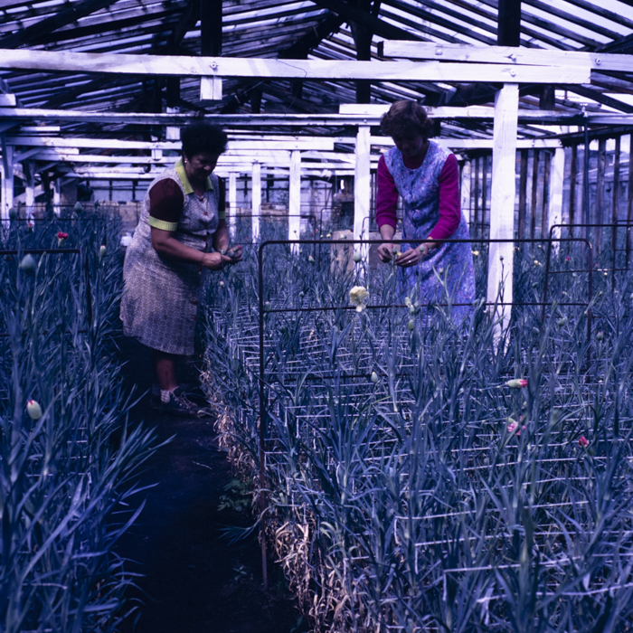 minerva_dn_1987_2888_valea_negoiului_jud_mures_003