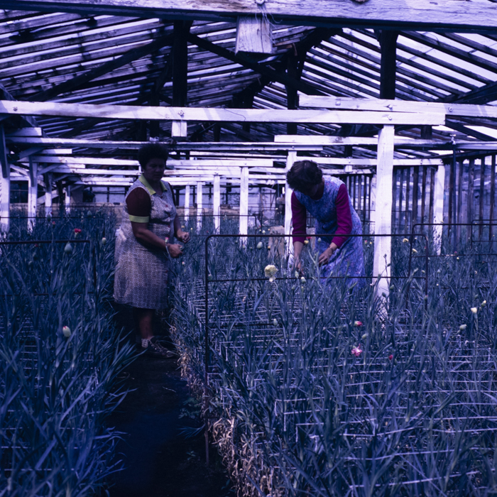 minerva_dn_1987_2888_valea_negoiului_jud_mures_004