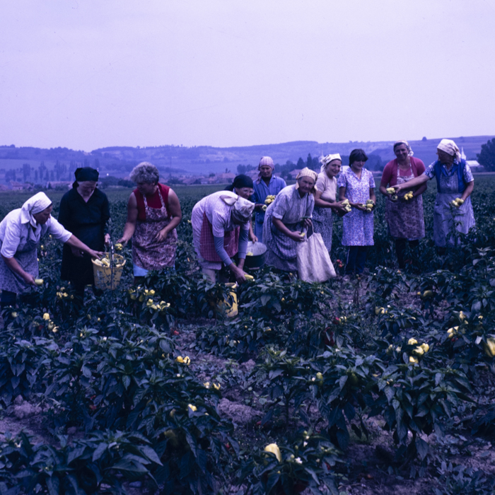 minerva_dn_1987_2888_valea_negoiului_jud_mures_008