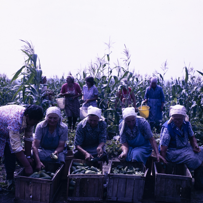 minerva_dn_1987_2888_valea_negoiului_jud_mures_009