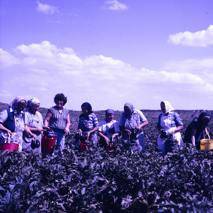 minerva_dn_1987_2890_cap_felnac_arad_001