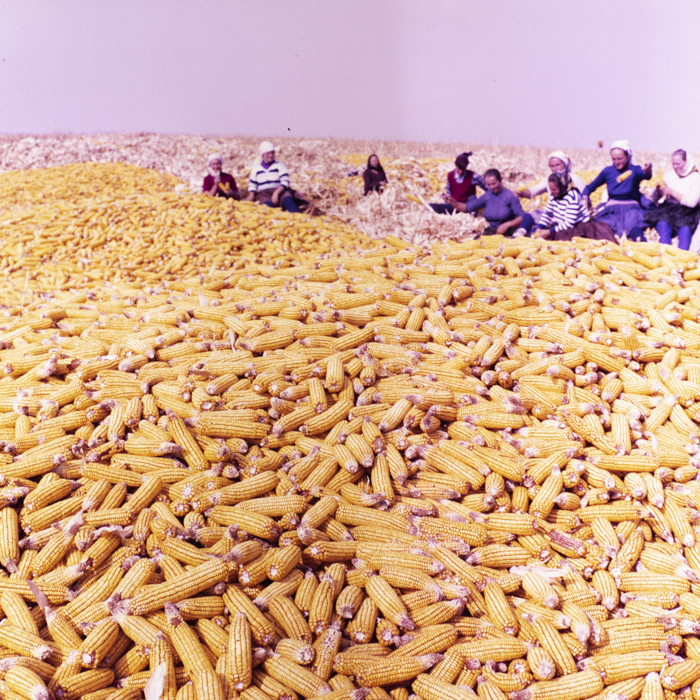 minerva_dn_1987_2900_C.A.P_pecica_arad_010