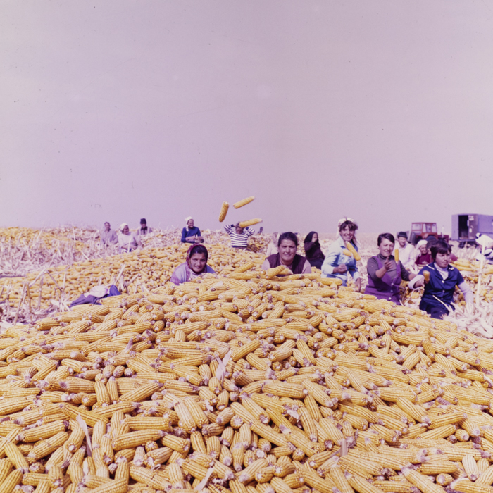 minerva_dn_1987_2900_C.A.P_pecica_arad_012