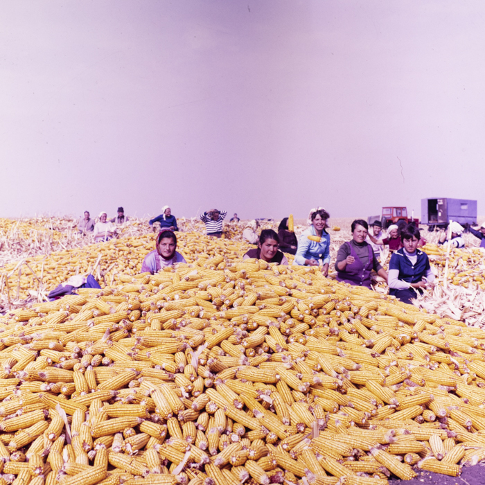 minerva_dn_1987_2900_C.A.P_pecica_arad_014