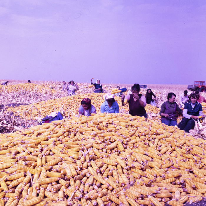 minerva_dn_1987_2900_C.A.P_pecica_arad_017