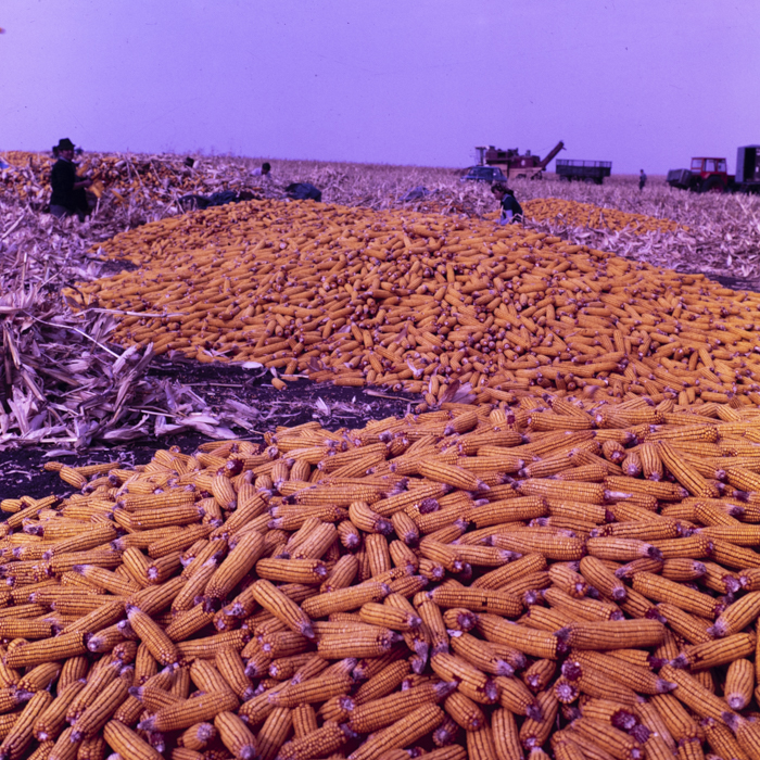 minerva_dn_1987_2900_C.A.P_pecica_arad_018