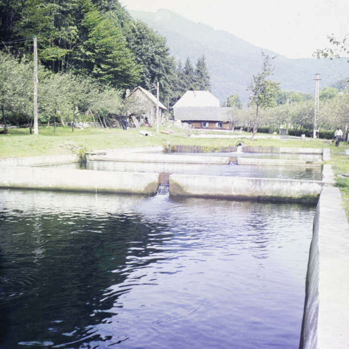 minerva_dn_1987_2904_I.A.S_satul_horea_001