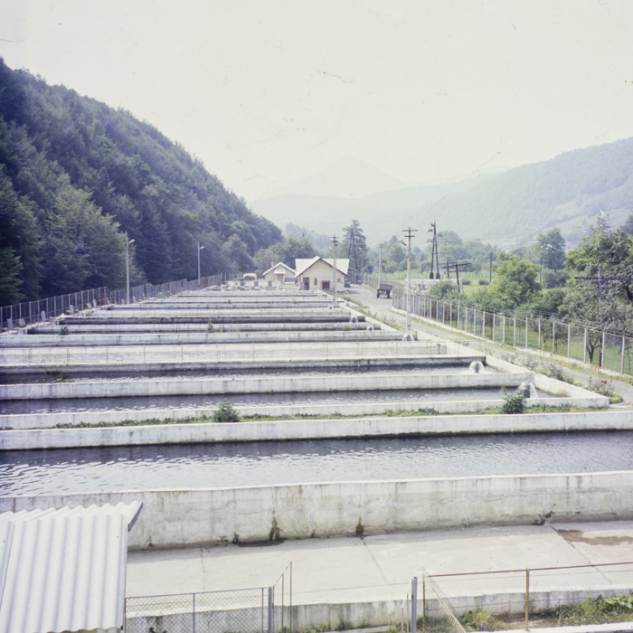 minerva_dn_1987_2904_I.A.S_satul_horea_003