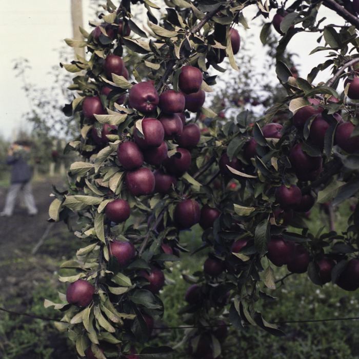 minerva_dn_1987_2904_I.A.S_satul_horea_004