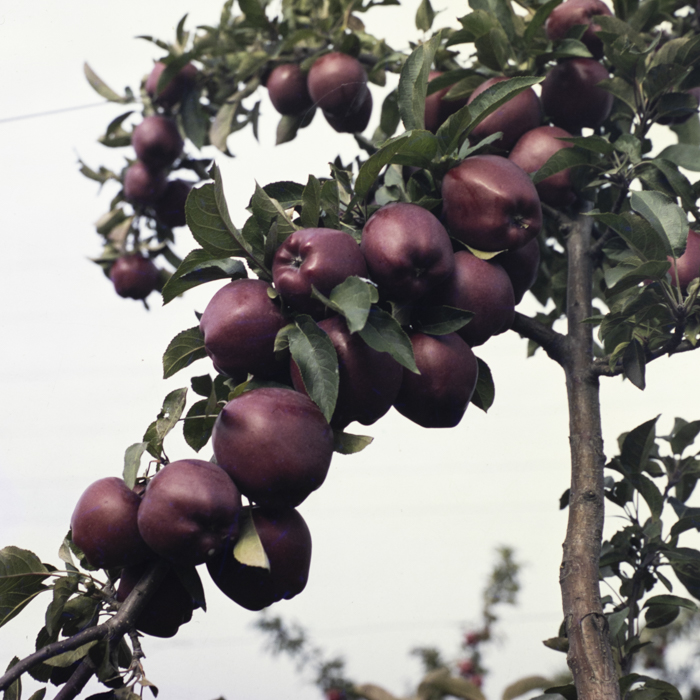 minerva_dn_1987_2904_I.A.S_satul_horea_005